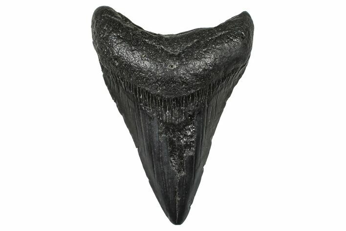 Fossil Megalodon Tooth - South Carolina #368693